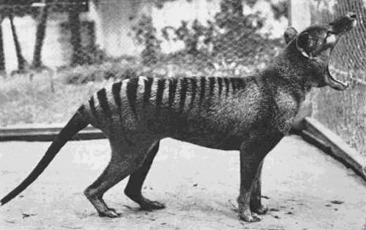 tigre das tasmania